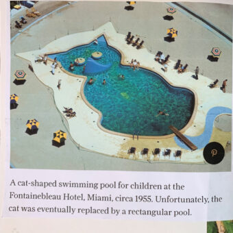 plastic fantastic scrap book page miami pool cat